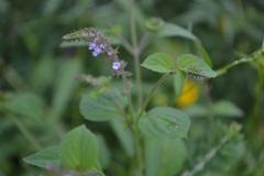 Mosla dianthera