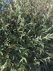 Salix laevigata