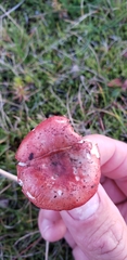 Russula nana