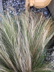 Nassella tenuissima