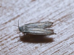 Polyhymno luteostrigella