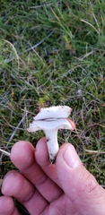 Russula nana