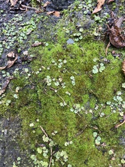 Hydrocotyle moschata