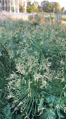 Cyperus papyrus