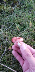 Russula nana