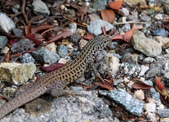 Aspidoscelis tigris