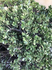 Crassula ovata