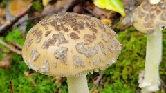 Amanita rhacopus