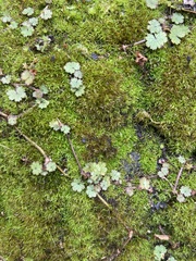 Hydrocotyle moschata