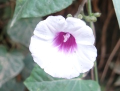 Ipomoea batatas