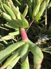Carpobrotus chilensis