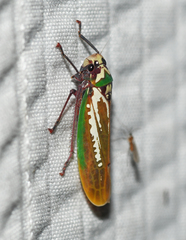 Paromenia quimbayensis