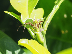 Sidymella rubrosignata