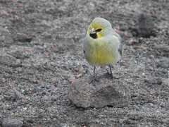 Melanodera xanthogramma