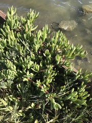 Carpobrotus chilensis