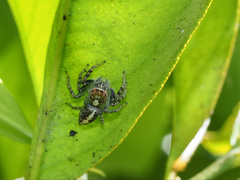Cytaea