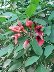 Erythrina crista-galli