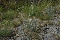 Oxytropis campestris