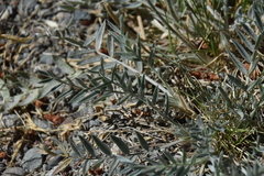 Oxytropis campestris