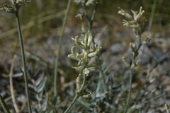 Oxytropis campestris