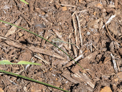 Orthetrum caledonicum