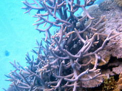 Acropora muricata