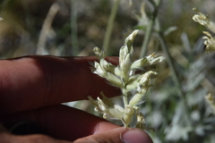 Oxytropis campestris