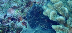 Octopus cyanea