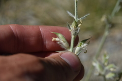 Oxytropis campestris
