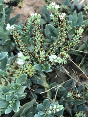 Heliotropium curassavicum