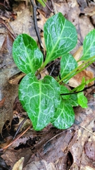 Pyrola americana