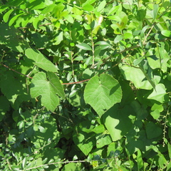 Vitis aestivalis
