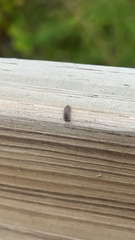 Armadillidium nasatum