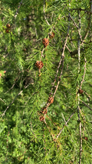Larix
