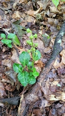 Pyrola americana