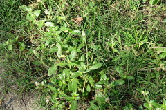 Gomphrenoideae