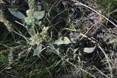 Phacelia hastata