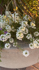 Lobularia maritima