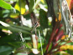 Argiope picta