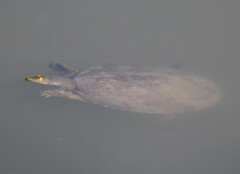 Apalone spinifera pallida