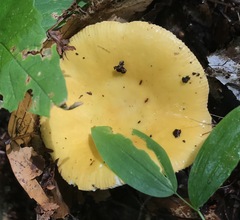 Russula claroflava