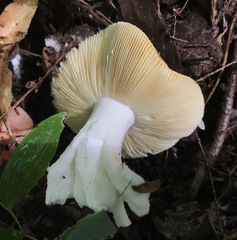 Russula claroflava
