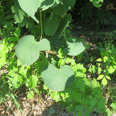 Aristolochia tomentosa