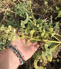 Stachys stebbinsii