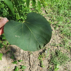 Aristolochia tomentosa