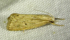Diatraea lisetta