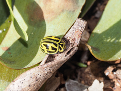 Archegleis interrupta