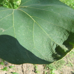 Aristolochia tomentosa