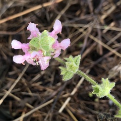 Stachys stebbinsii