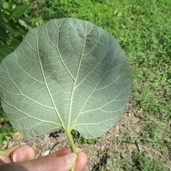 Aristolochia tomentosa